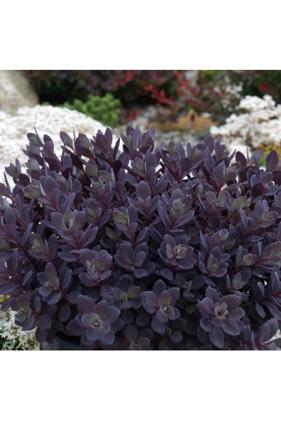 Очиток гібридний Плам Даззлед